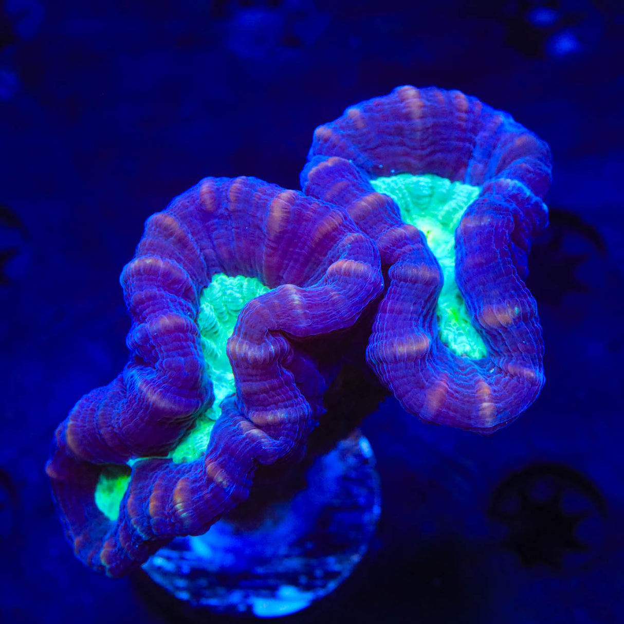 Mammoth Candy Cane Coral - Top Shelf Aquatics