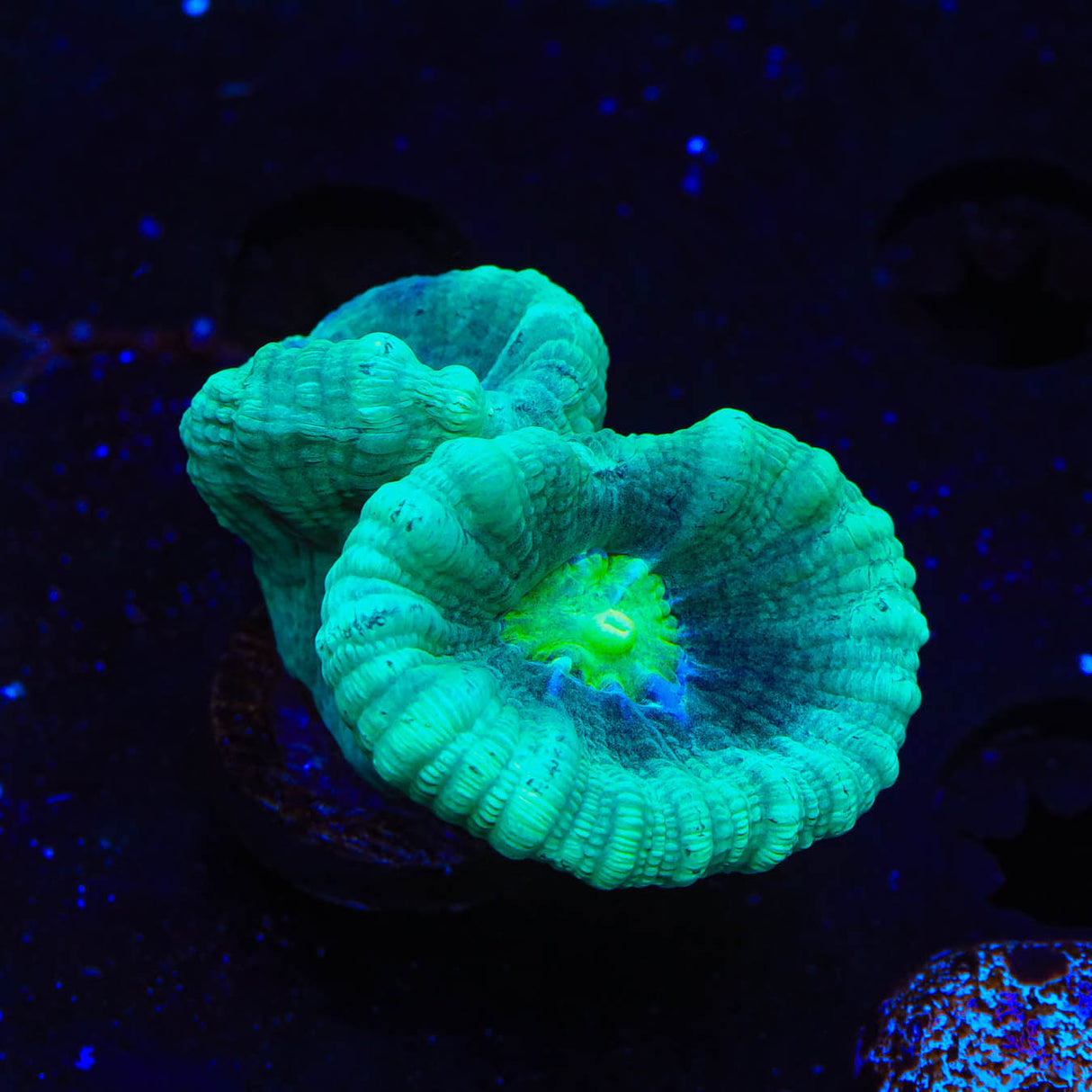 Mint Candy Cane Coral - Top Shelf Aquatics
