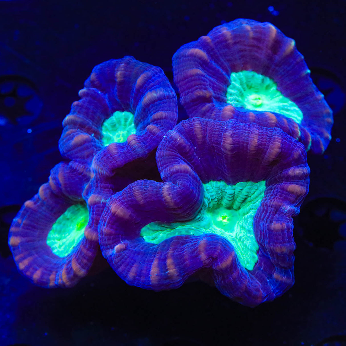 Mammoth Candy Cane Coral - Top Shelf Aquatics