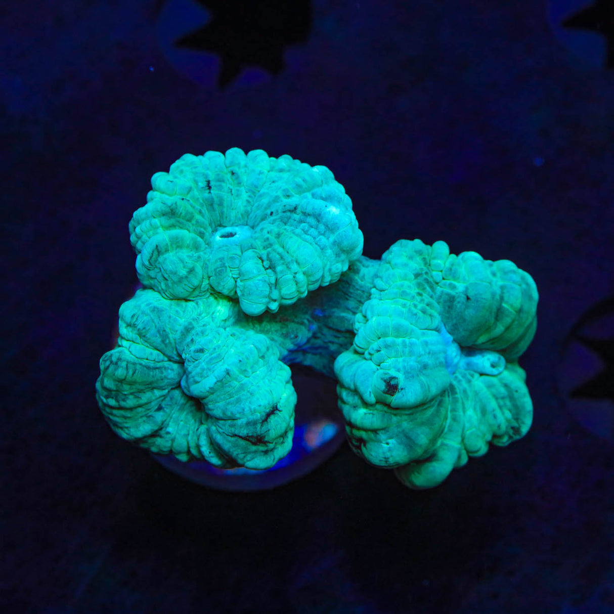 Mint Candy Cane Coral