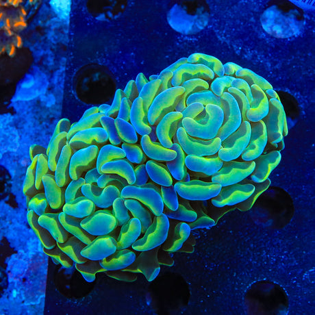 TSA Hologram Hammer Coral