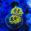 Rainbow Hammer Coral