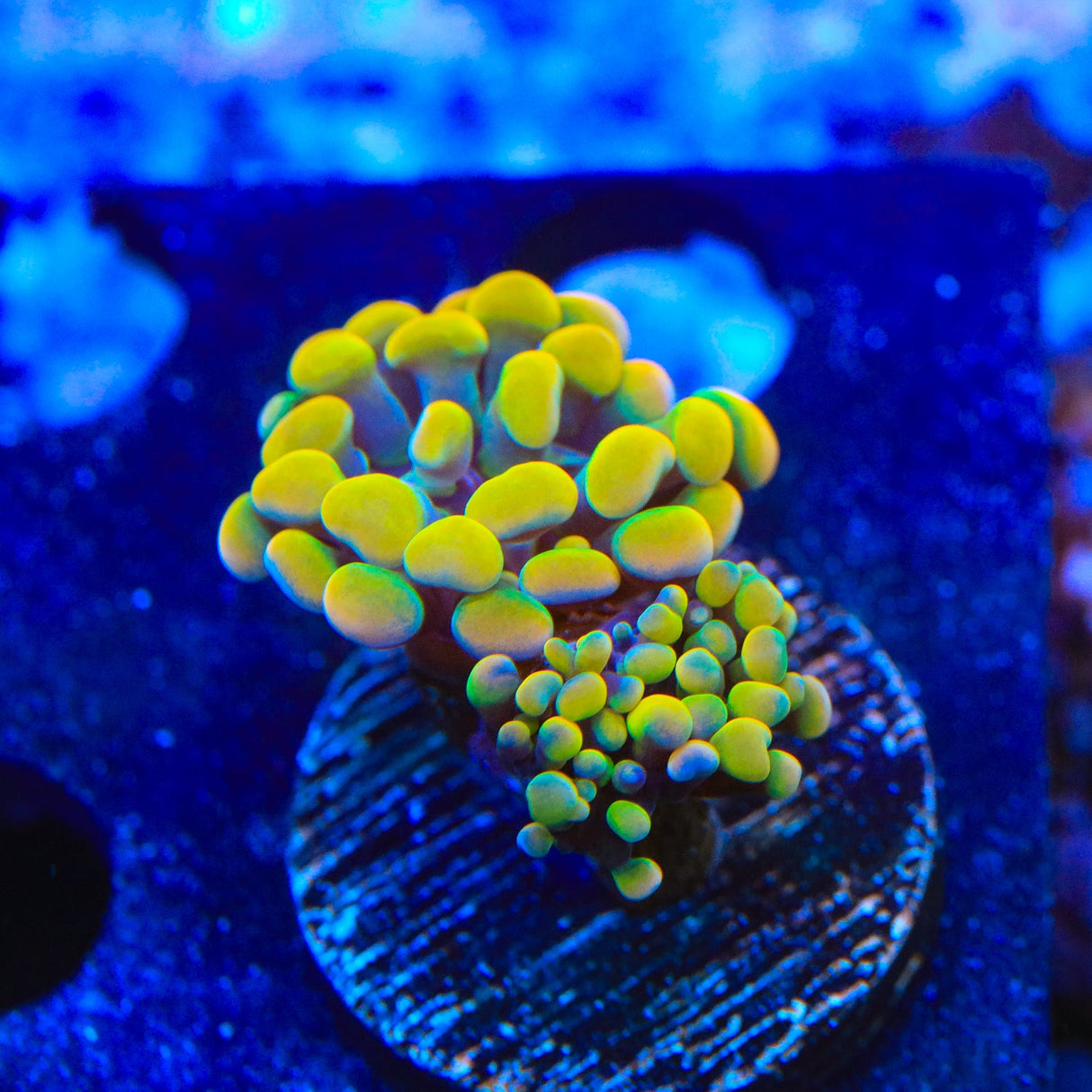 Rainbow Hammer Coral