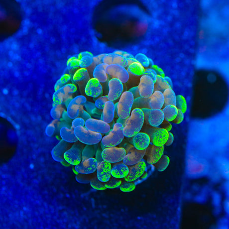 Green Dust Splatter Hammer Coral