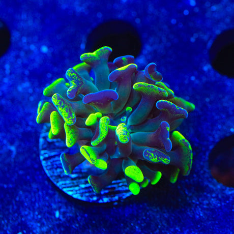 Green Splatter Hammer Coral