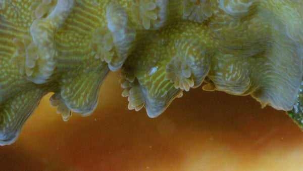 White Bugs reef pest identification guide