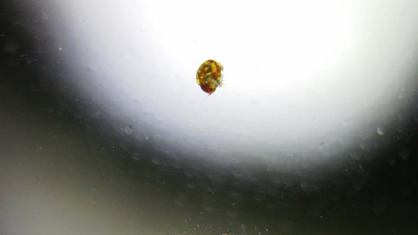 Red Bugs  reef pest identification guide