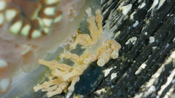 Alveopora Nudibranch reef pest identification guide