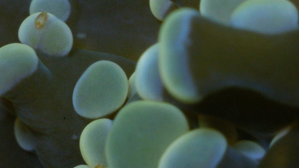 Euphyllia/frimbiphyllia bugs reef pest identification guide