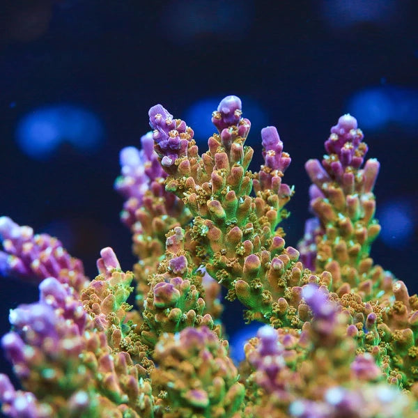 RR Kendari Acropora Coral