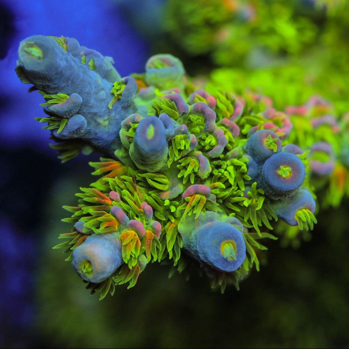 JF Homewrecker Acropora Coral