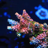 TSA Fruity Pebbles Acropora Coral