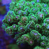 Green Pocillopora Coral