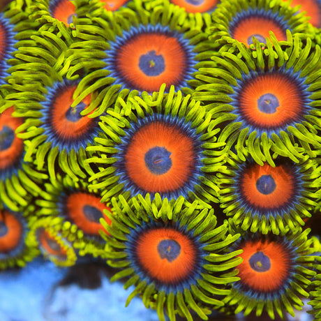 Super Saiyan Zoanthids Coral - Top Shelf Aquatics