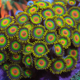 Rasta Zoanthids Coral