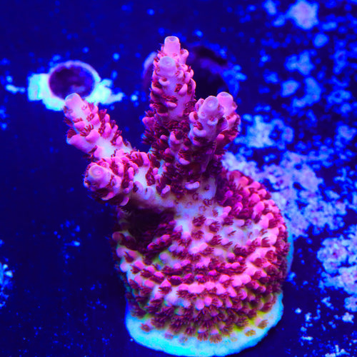TSA Optimus Prime Acropora Coral