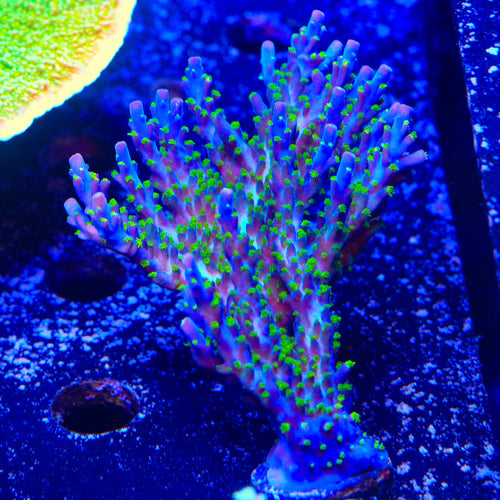 Garf Bonsai Acropora Colony Coral