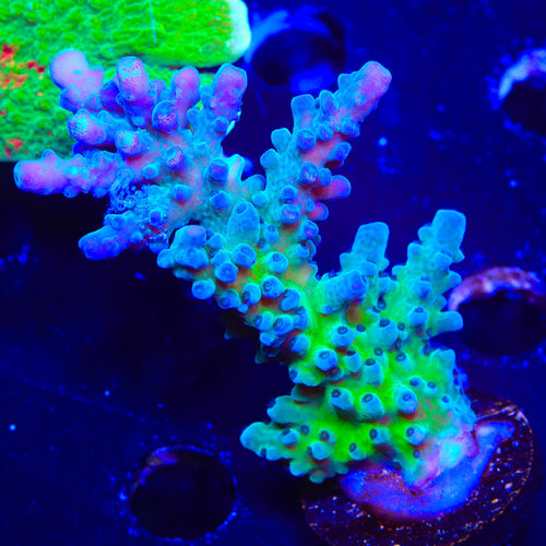 TSA Ice Tort Acropora Coral