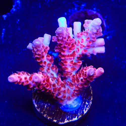 CB Maleficent Acropora Coral