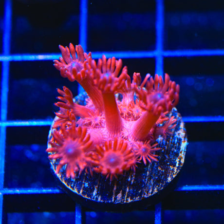 ORA Cherry Red Goniopora Coral