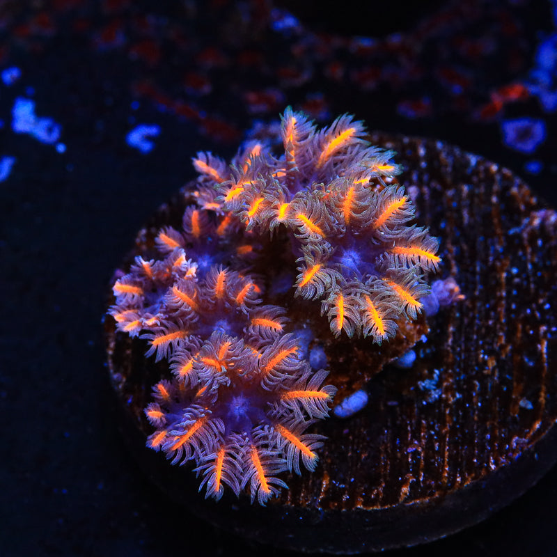 TSA Candy Corn Clove Polyp Coral