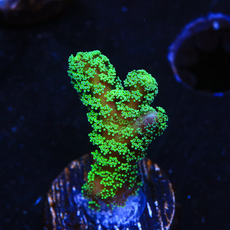 Green Birdsnest Coral