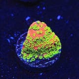 Sunset Montipora Coral