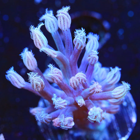 Vargas Cespitularia Coral