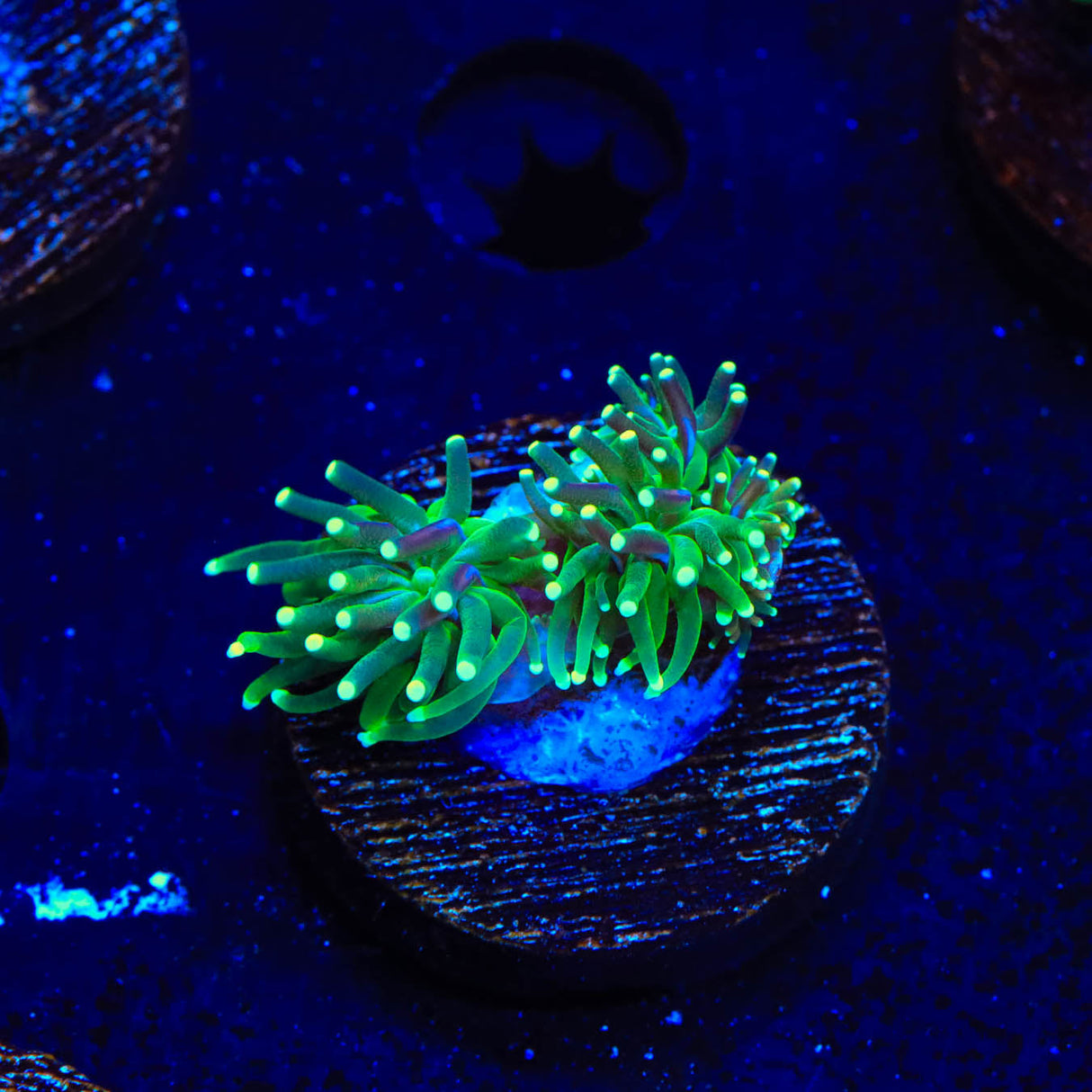 TSA Evergreen Galaxea Coral - Top Shelf Aquatics