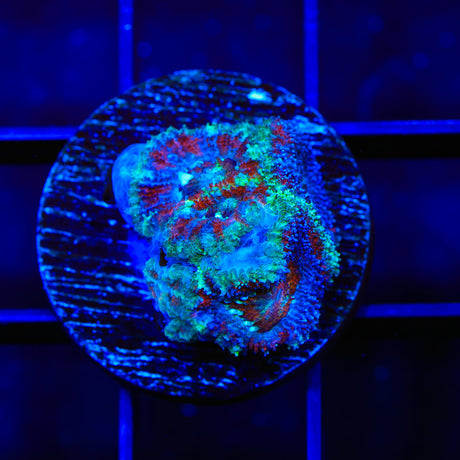 Ultra Acan Micromussa Coral