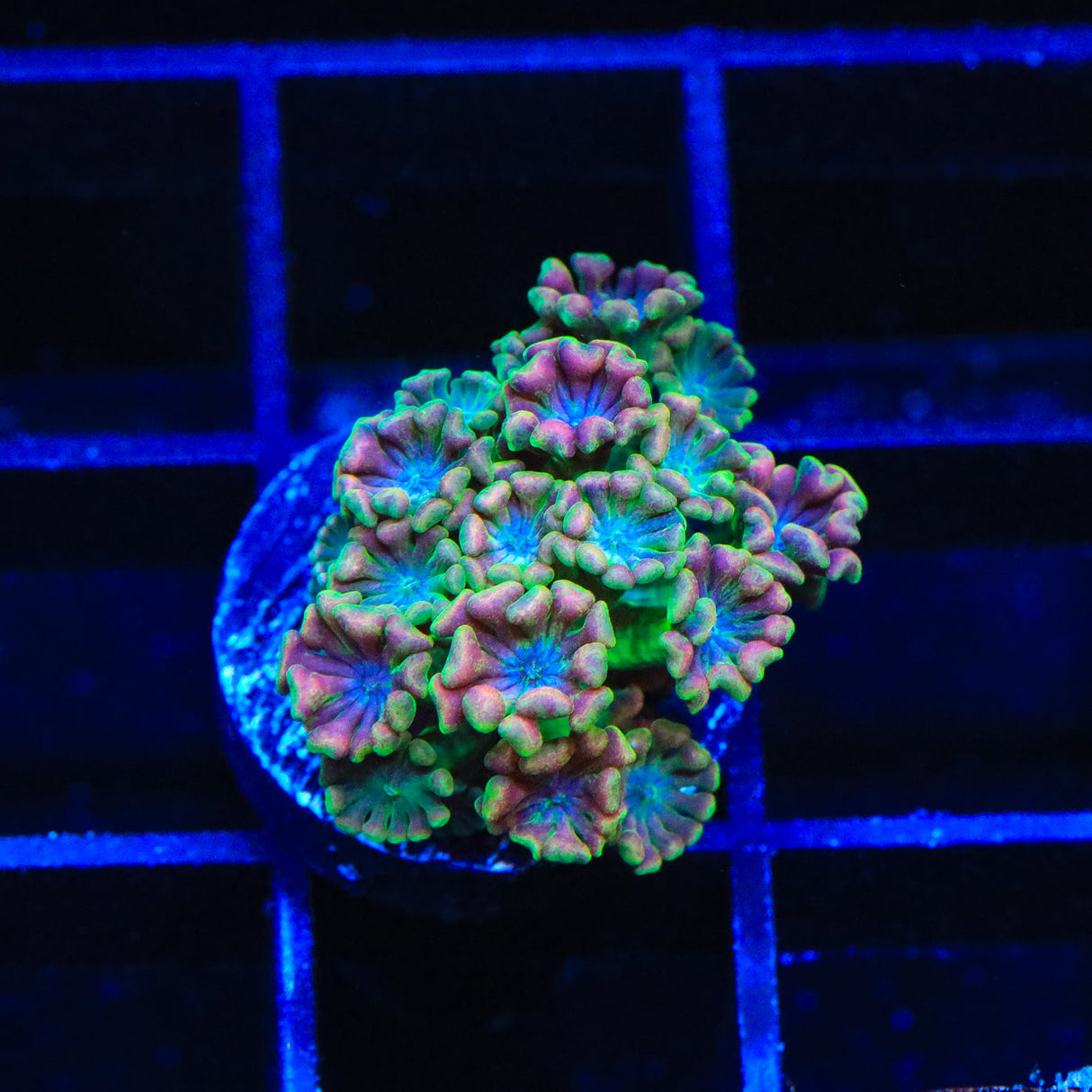 TSA Boomarang Alveopora Coral