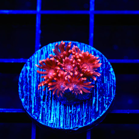 TSA Deep Love Goniopora Coral
