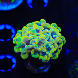 Rainbow Hammer Coral