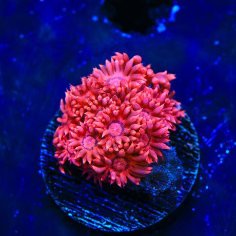 TSA Deep Love Goniopora Coral