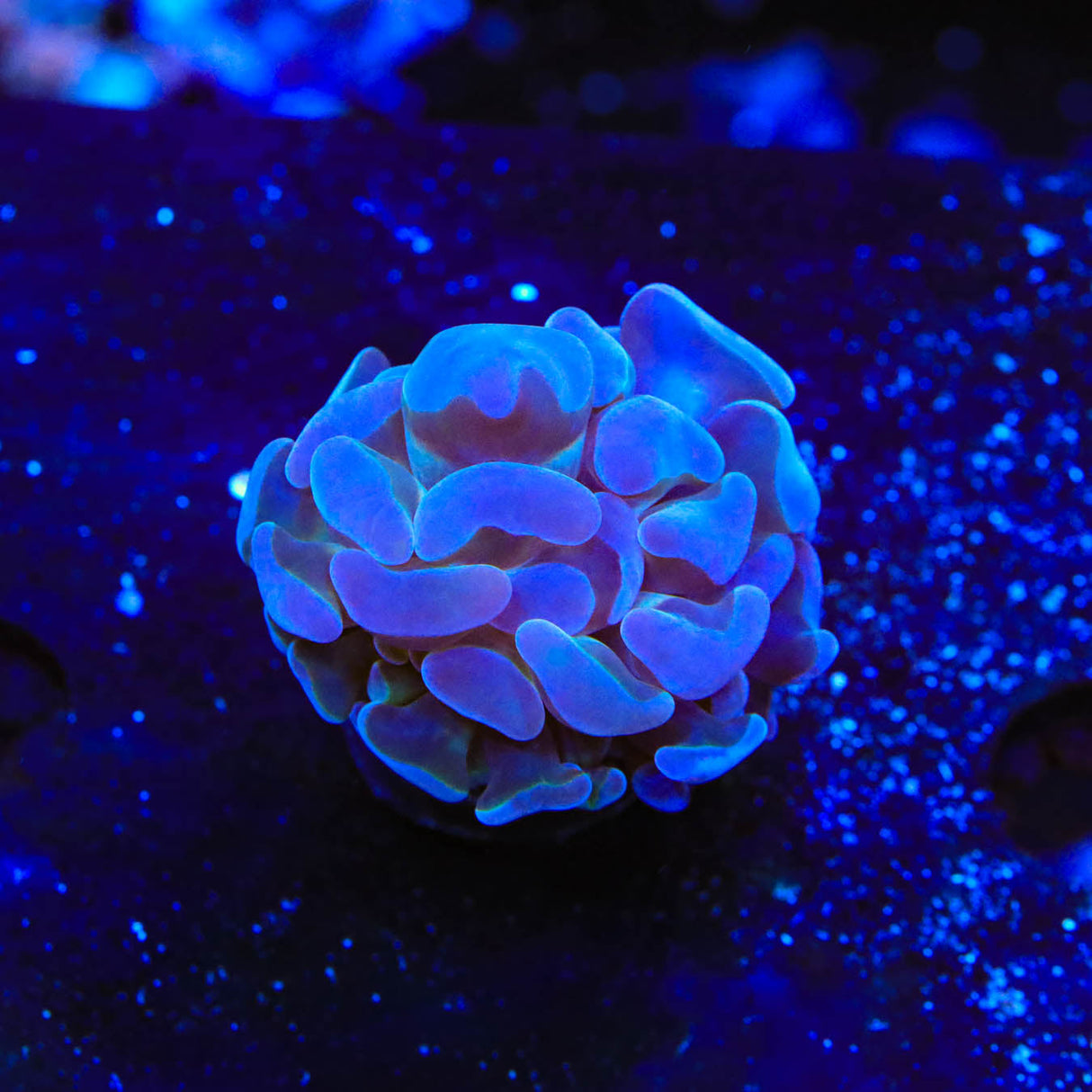 Ultra Hammer Coral - Top Shelf Aquatics