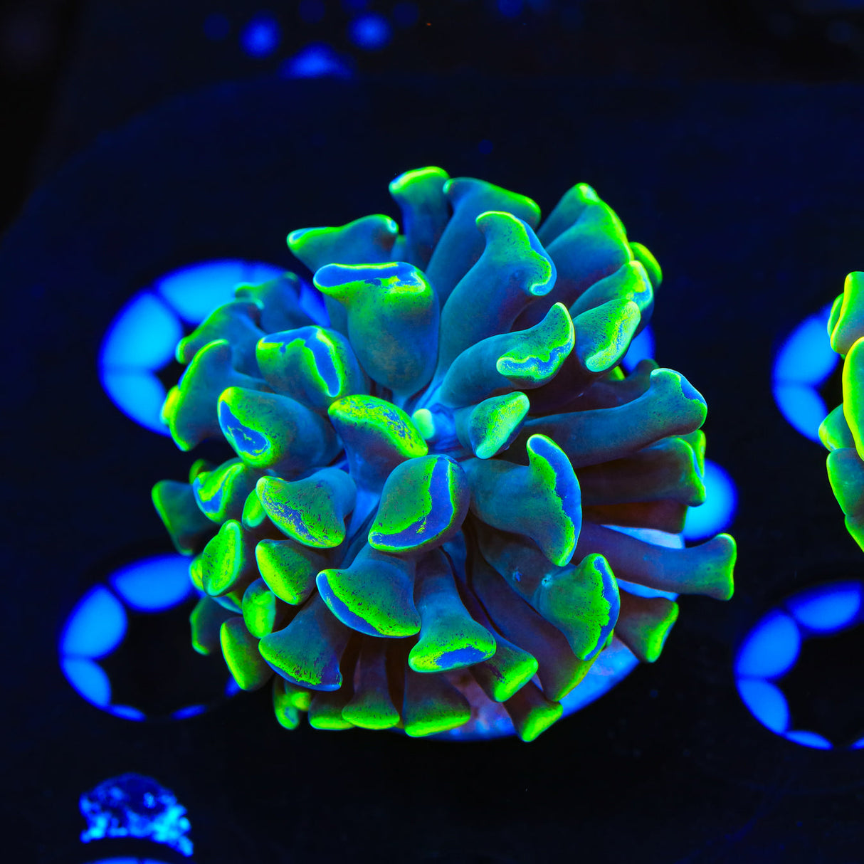 Green Splatter Hammer Coral - Top Shelf Aquatics