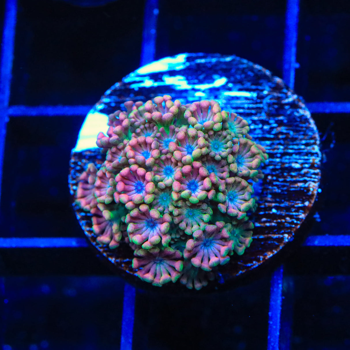 TSA Hot Dang Alveopora Coral