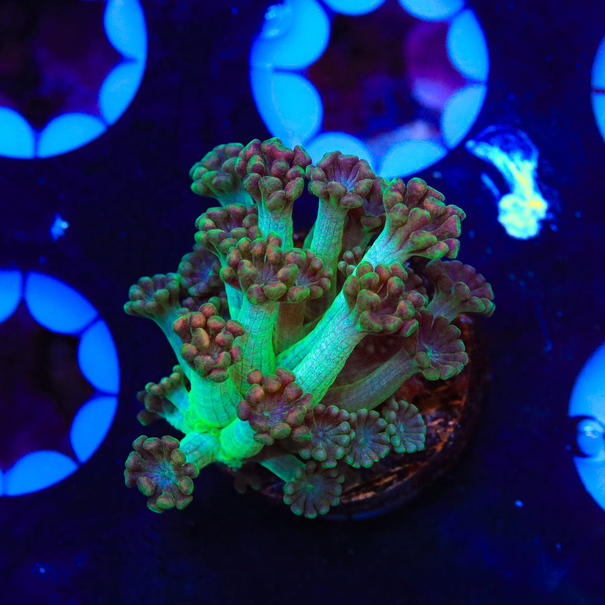 TSA Alien Alveopora Coral