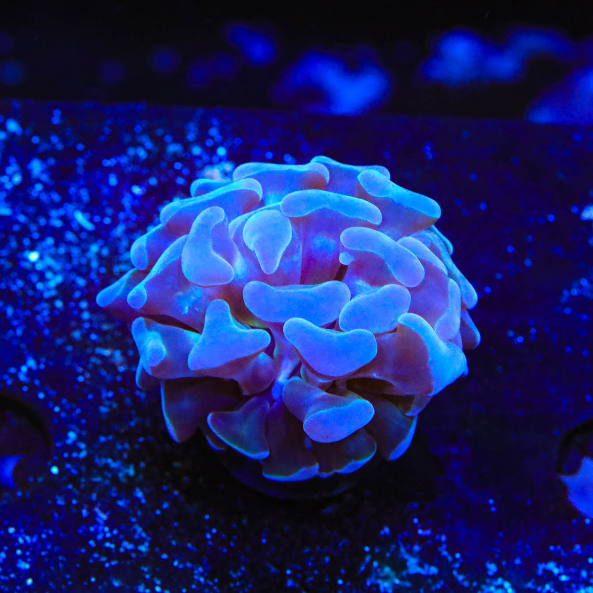 Ultra Hammer Coral - Top Shelf Aquatics