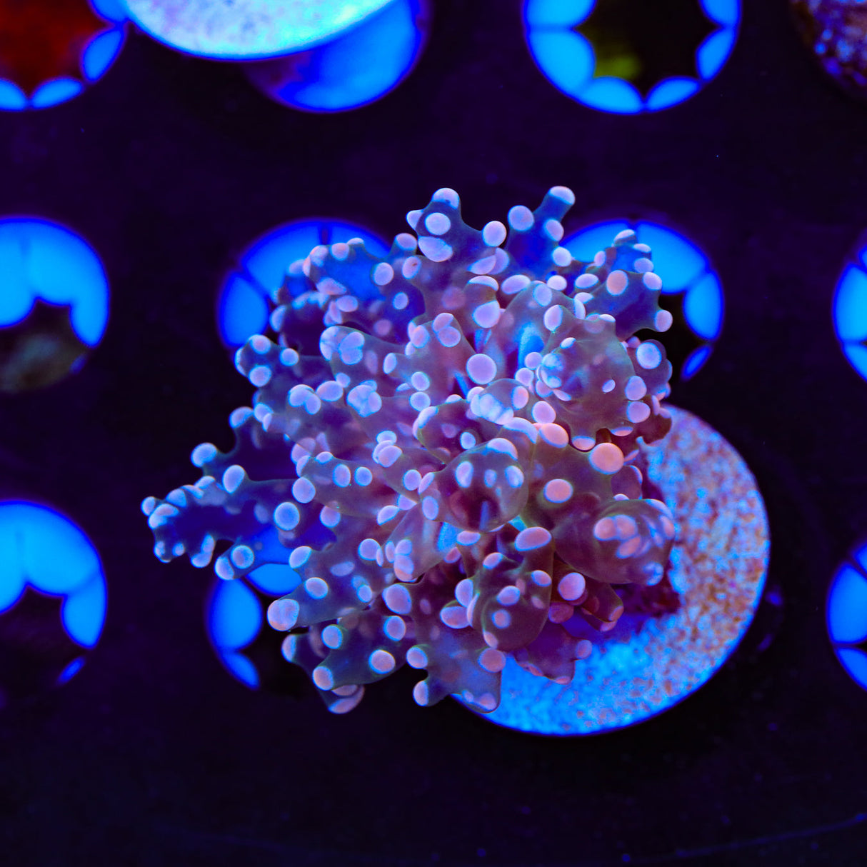 Pink Frogspawn Coral - Top Shelf Aquatics