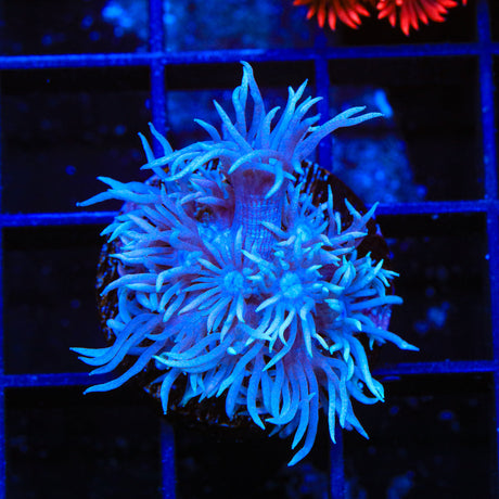 TSA Violet Goniopora Coral - Top Shelf Aquatics