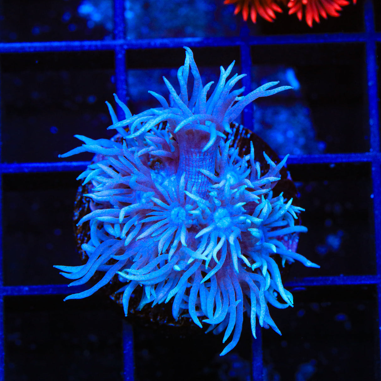 TSA Violet Goniopora Coral
