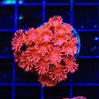 TSA Molton Goniopora Coral