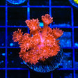 TSA Molton Goniopora Coral