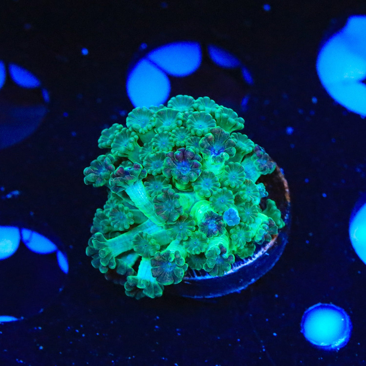 TSA Boomarang Alveopora Coral