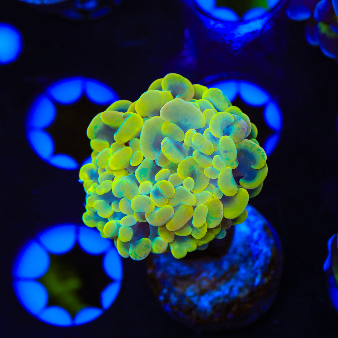 Rainbow Hammer Coral