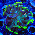 Green Splatter Hammer Coral