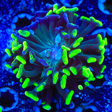 Green Splatter Hammer Coral