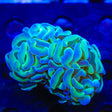 TSA Hologram Hammer Coral