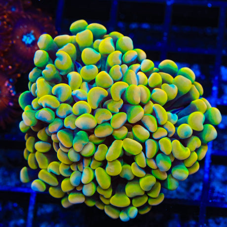 Rainbow Hammer Coral